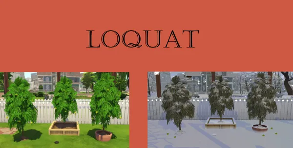 Loquat harvestable